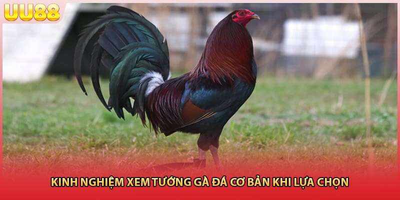 Kinh nghiệm xem tướng gà đá cơ bản khi lựa chọn