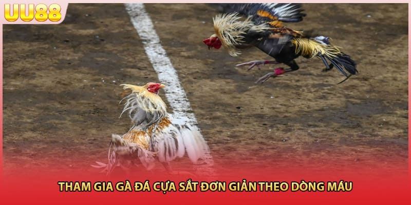 Tham gia gà đá cựa sắt đơn giản theo dòng máu